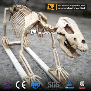 My Dino DS037 Science Education Life Size Fiberglass Animal <strong>Cave</strong> Bear Skeleton Model for Sale - Product Image 3