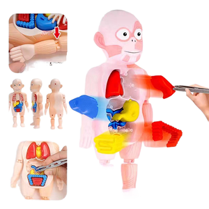 Modèle de puzzle en PVC sur l'anatomie du corps humain, marque YULIN, jouet éducatif pour enfants, squelette de torse à assembler, apprentissage précoce de la structure des organes - Product Image 4