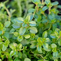 Feuilles de Thym Naturelles de Qualité Supérieure, Herbe Aromatique Séchée pour la Cuisine, Assaisonnement, Infusions Herbales, Mélanges de Thé, Formulations Bien-être