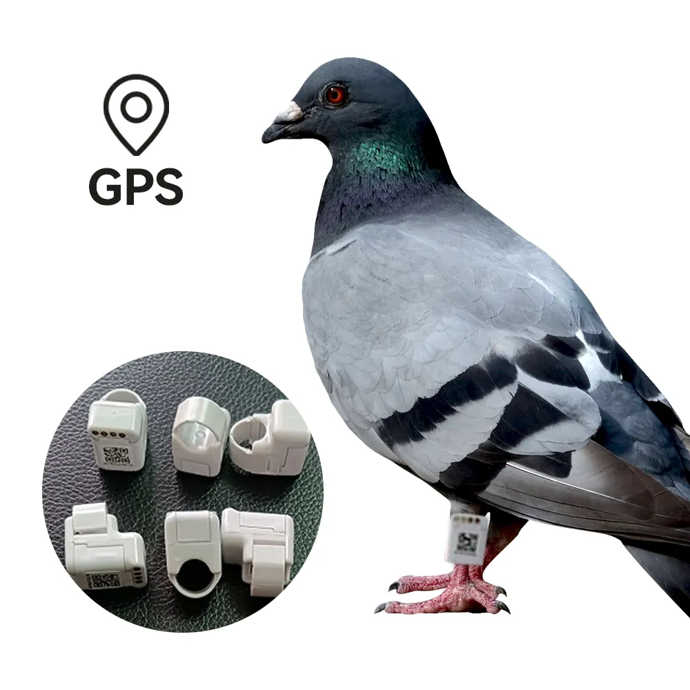 Anneaux avec gps pour Positionnement en temps réel Pigeon Racing Training Tracker Gps Pigeon Tracking Chip Ring small bird gps tracker