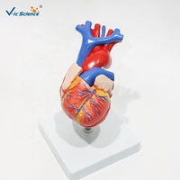 Modelo Anatómico de Corazón Humano de Tamaño Natural, Modelo de Corazón Desmontable para Enseñanza Cardiovascular, CE/ISO/ROHS/CNAS