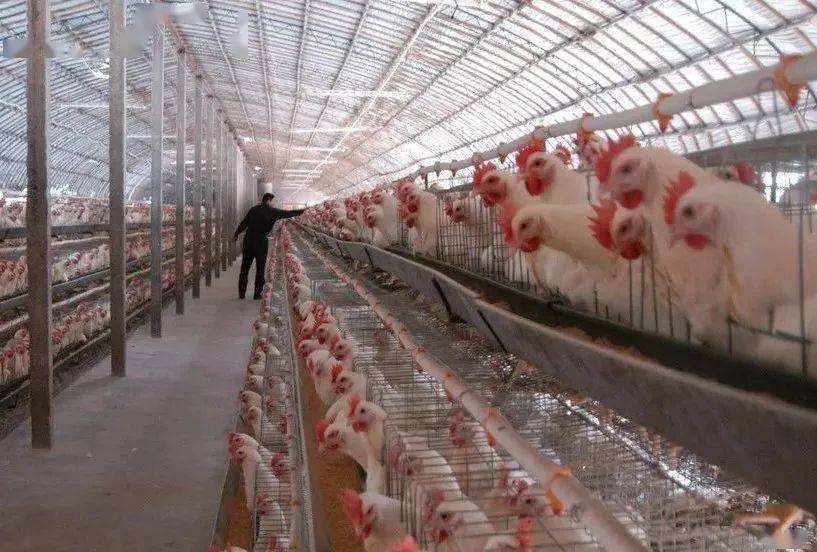 200 Birds Chicken Cages for Laying Eggs Modern Design