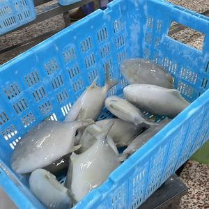 موسم جديد مجمد ذهبية سمك بمفريت سمك بومبانو بسعر - Product Image 3