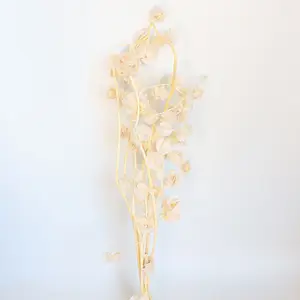 Naturblumengeschenk-Dekoration konservierte Blume Geschenk Winterkirsche konservierte getrocknete Blumen getrocknete Laterne Frucht
