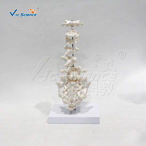 Modèles de morphologie vertébrale de qualité médicale pour l'enseignement et la démonstration de l'anatomie. - Product Image 2