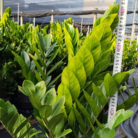 Tanaman ZZ Plant Zamioculcas Zamiifolia Varietas Campuran Berbagai Ukuran Tanaman Hias Dalam Ruangan Evergreen Hari Ibu