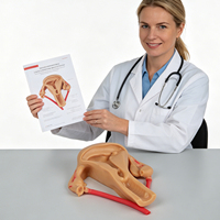 Simulateur de formation sur dispositif intra-utérin (DIU) féminin, modèle anatomique médical scientifique en PVC couleur chair, pour l'enseignement