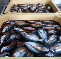 Produits de rotomoulage 660L Conteneur de pêche de haute qualité Poubelle à poisson isolée Bacs de transport de poisson vivant