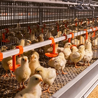 Nouveau système de cages en batterie pour poulets de chair en acier galvanisé à chaud de type H automatique