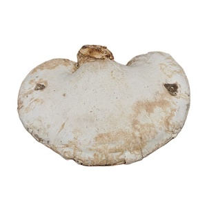 Nấm Kích Thước Lớn Lỏng Khô Piptoporus Betulinus Bull Fr Karst Nấm Cho Bán - Product Image 1