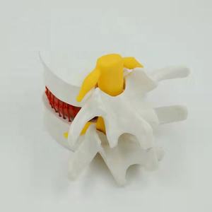 Modelo Lumbar humano agrandado, <span class=keywords><strong>sistema</strong></span> esqueleto de Anatomía de la columna vertebral - Product Image 2