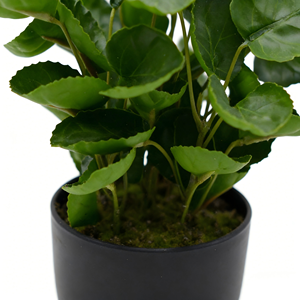 Yüksek Kaliteli Yapay Yuvarlak Yapraklı Bonsai Para Ağacı Sahte Fabian Aralia Plastik Bitki Saksıda İç Mekan Masa Üstü ve Raf Dekorasyonu İçin - Product Image 6