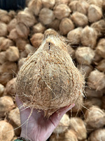 Verse biologische half-ontdopende kokosnoot, heel tropisch fruit, natuurlijk wit vleespulp voor foodservice