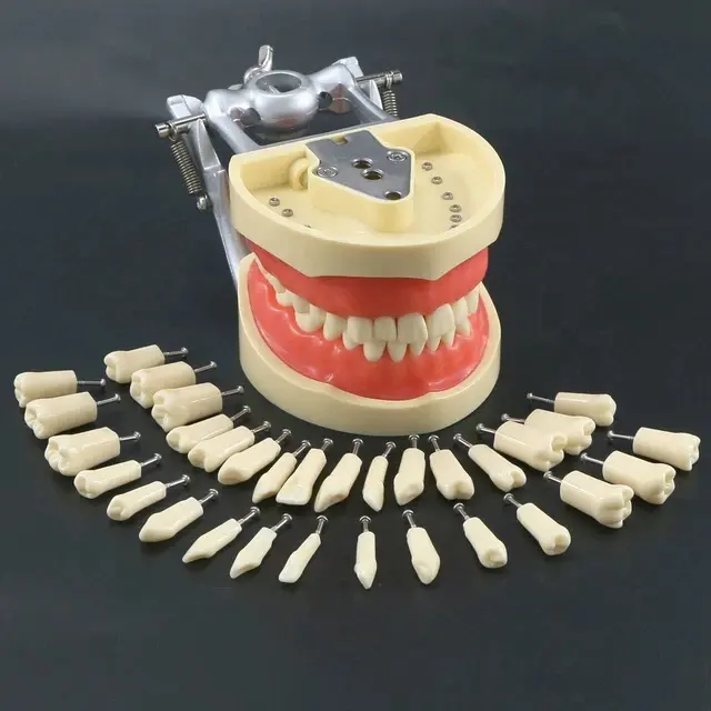 Compatibile Dental Nissin Typodont con ricarica dei denti di ricambio