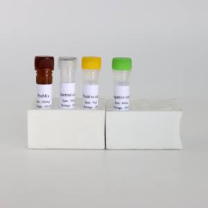 Hoch empfindliches fluor zieren des PCR-Kit zur präzisen Erkennung von Pasteur ella multocida bei Schweinen - Product Image 2