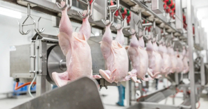 500 BPH nhà máy Nhỏ Sống gia cầm tự động giết chết máy gia cầm chế biến thiết bị giết mổ - Product Image 6