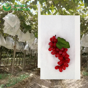 Mango Cover Bag Manufacturer for Mango Cover Bag Pricelist - Transparent & Competitive Mango Cover Bag Manufacturer for Mango Cover Bag Pricelist - Transparent & Competitive