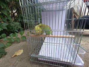 Jaulas <span class=keywords><strong>de</strong></span> cría <span class=keywords><strong>de</strong></span> Canarias Jaulas <span class=keywords><strong>de</strong></span> cría apilables <span class=keywords><strong>Jaula</strong></span> <span class=keywords><strong>de</strong></span> cría <span class=keywords><strong>de</strong></span> <span class=keywords><strong>jilguero</strong></span> - Product Image 4