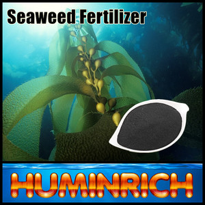 Huminric Varech Source les éléments Nutritifs Des Plantes Acide Humique Algues Élèvent La Stimulant - Product Image 4