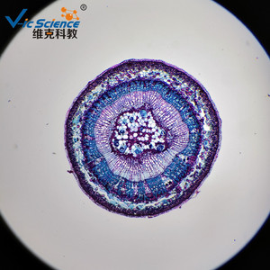 Sección transversal del tallo de una planta dicotiledonosa de espina firme; espécimen experimental para la enseñanza biológica y observación microscópica. - Product Image 3