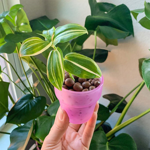 Boules d'argile rouge LECA pour culture hydroponique et aquaponique, avec absorption d'eau - Product Image 4