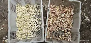 Wenyao Multifunction Garlic Color Sorting Machine Wheat Color Sorter