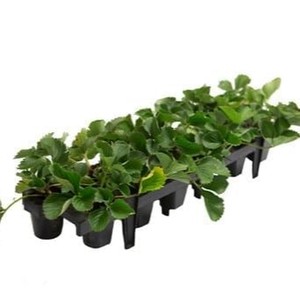 Plateaux de plantation de graines de fraises Plateau de propagation de fraises à 10 cellules - Product Image 5