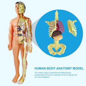 Modèle 3D du corps humain, modèle de torse, jouets éducatifs à assembler, outils d'apprentissage de l'anatomie humaine, jouets d'apprentissage précoce - Product Image 2