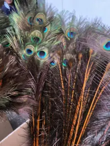 Eco-friendly DIY amostra grátis China NO.1 Fábrica de Penas Comércio por atacado b cauda de pavão com olhos grandes penas