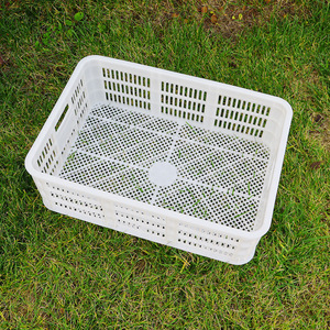 Caja rectangular de plástico con malla ventilada para transporte de pollitos de hongos, HDPE, moldeada por inyección de un solo uso. - Product Image 1