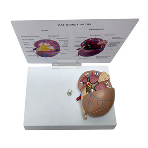 Modelo de Anatomía de Riñón de Gato (Saludable vs Patológico) - Herramienta de Enseñanza Veterinaria para la Demostración de la Estructura Renal y las Enfermedades - Product Image 4
