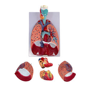 Modelo de Órganos Humanos para la Enseñanza de Biología, Modelo de Anatomía del Sistema Respiratorio y Cardiopulmonar Humano - Product Image 3