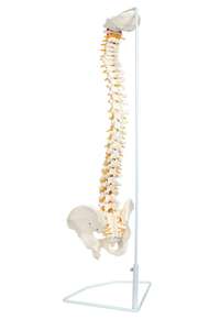 Modelo de Coluna Vertebral Flexível HSBM-104 - Modelo de Cordão Espinhal em Tamanho Real com Vértebras, Nervos, Artérias, Coluna Lombar e Pelve Masculina - Product Image 3