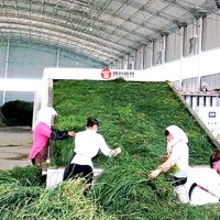 Séchoir à bande à vapeur industriel pour l'herbe fourragère Machine de séchage de feuilles de stévia de grande capacité pour la luzerne