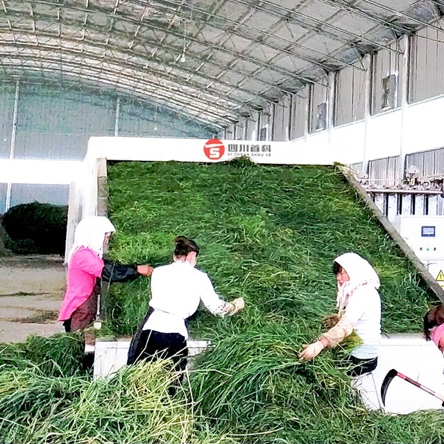 Industrial Steam Belt Dryer Machine for Fodder Grass Large Capacity Stevia Leaves Alfalfa Grass Drying Machine