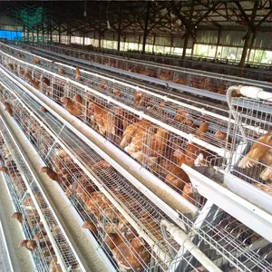 Manual Tahan Lama Tiongkok A Tipe 4 Tingkat Ribu Telur Ayam Petelur Lapisan Unggas Kandang Ayam Di Tunisia Sa Rats Nigeria