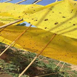 Rollo de Trampa Adhesiva para Moscas de la Fruta de Doble Cara de 10 cm x 100 m, Trampa Adhesiva Fuerte para Insectos para el Control de Plagas en Huertos e Invernaderos - Product Image 2