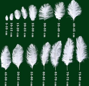Plumes d'autruche naturelles brutes en gros, blanches, 14-16'' (35-40 cm), pour centre de table de mariage, costumes de carnaval, vêtements - Product Image 4