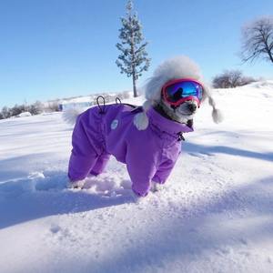 Manteau chaud de teckel en polyester à col haut d'hiver écologique résistant au froid Yorkshire Terrier pour petits chiens moyens - Product Image 1