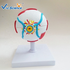 Modèle d'œil anatomiquement agrandi <span class=keywords><strong>pour</strong></span> la recherche et l'étude en sciences médicales - Product Image 5