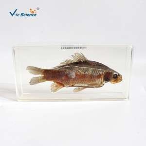 Instruments pédagogiques pour la mise en œuvre du programme scolaire : spécimens de dissection de poissons encastrés dans une résine organique; Nouvelle technique d'encastrage dans une résine organique. - Product Image 3