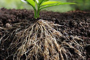 อะบาเมคติน 2% + ฟอสเทียเซต 13% กรดเนมาไทด์ สำหรับกำจัดไส้เดือนรากในพืชผักและไม้ผล - Product Image 4