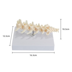 Columna Lumbar de perro con modelo de coxis, disección veterinaria, modelo de esqueleto canino Animal, modelo de columna Vertebral, enseñanza de mascotas - Product Image 2