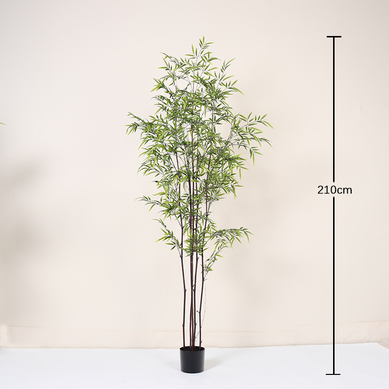 Bonsaï bambou violet 210CM