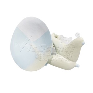 Modèle de membrane tympanique osseuse de qualité médicale, modèle de communication et de démonstration clinique en otologie, matériau PVC, en - Product Image 5