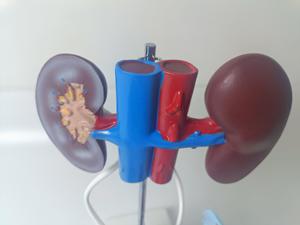 Práctica médica entrenamiento PVC 3D humano auténtico demostración anatomía sistema reproductivo femenino modelo para enseñanza de estudio - Product Image 5