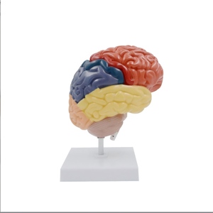 Giải phẫu PVC mô hình nhựa của bộ não con người cho y tế Khoa Học & y tế trường giảng dạy Sản xuất tại Trung Quốc OEM thương hiệu - Product Image 2