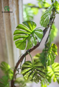 Guirlande de Palmier Tropical Monstera Artificielle en Plastique Tenture Murale Guirlande de Vigne <span class=keywords><strong>Lierre</strong></span> pour Toile de Fond de Mariage Arche Décoration Murale - Product Image 6