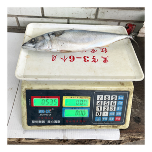Venta al por Mayor de Mariscos, Envío Rápido, Origen China, <span class=keywords><strong>Caballa</strong></span> del Pacífico Fresca Congelada 400-600g, Scomber Japonicus, <span class=keywords><strong>Caballa</strong></span> de Thomson - Product Image 4