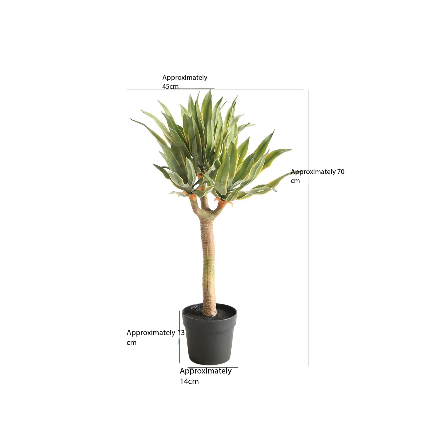 Agave attenuata variegata with 3 heads-70 cm tall